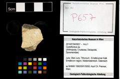 Foto (Objekt + Etikett) von Cyclothyreus sp.  (NHMW-GEO-2014-0194-0657)